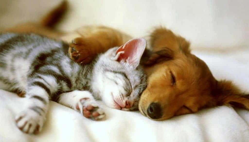 Gatos y perros ayudan a dormir